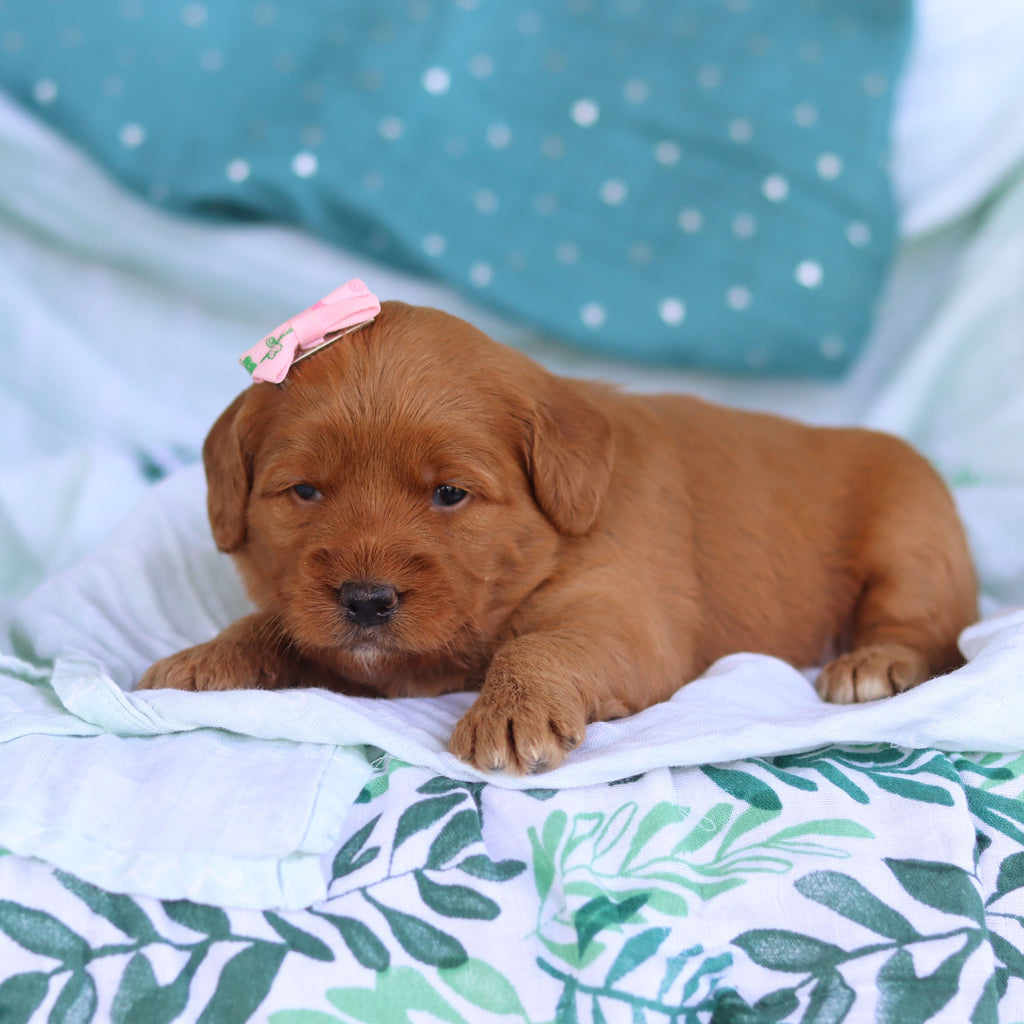 Jasmine - Available 5/14
