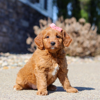 Jasmine - Available 5/14