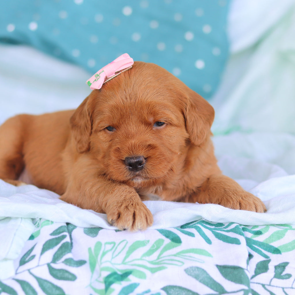 Jasmine - Available 5/14