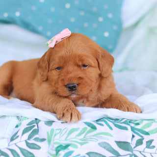 Jasmine - Available 5/14