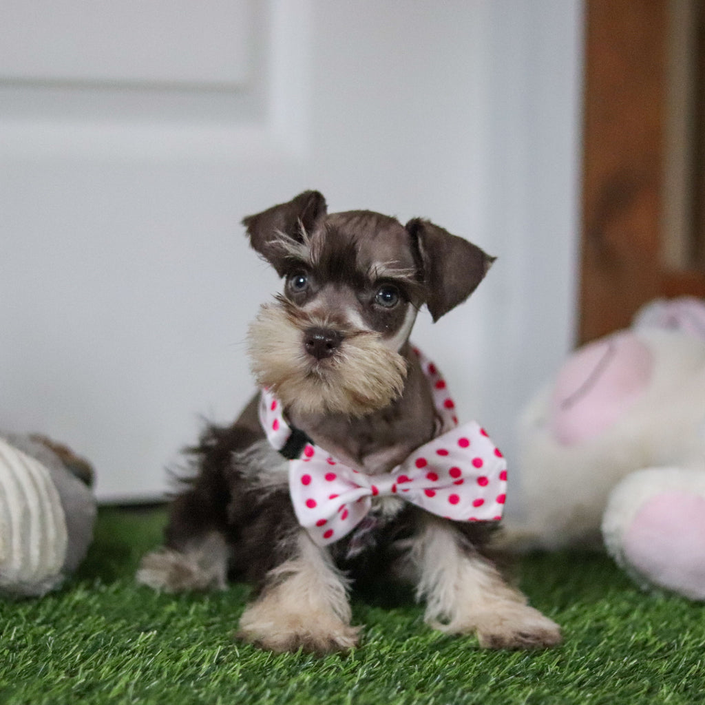 Alina - Available 10/8