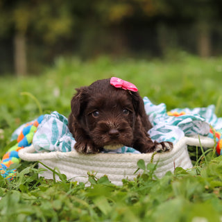Alani - Available 10/8