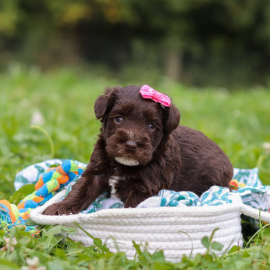 Alani - Available 10/8