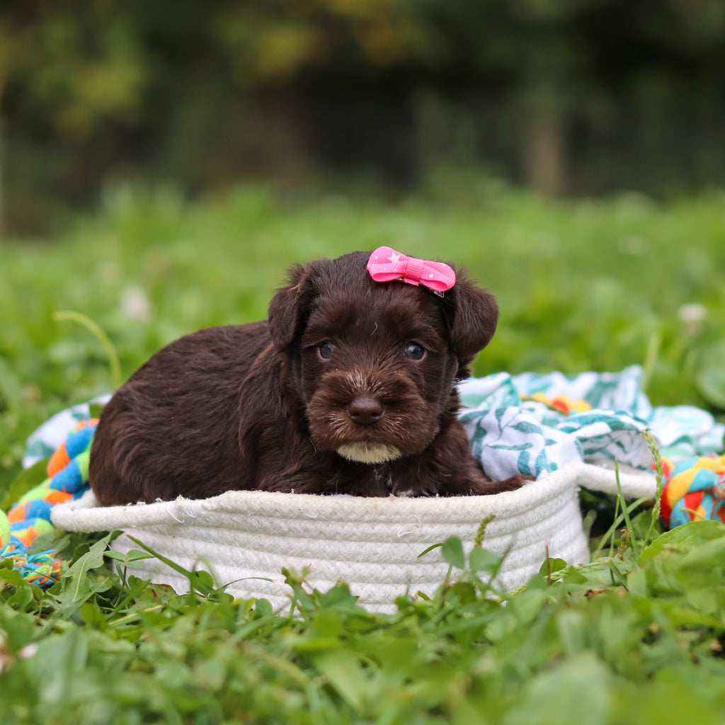 Alani - Available 10/8