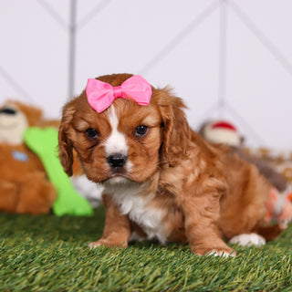 Petal - Available 3/19