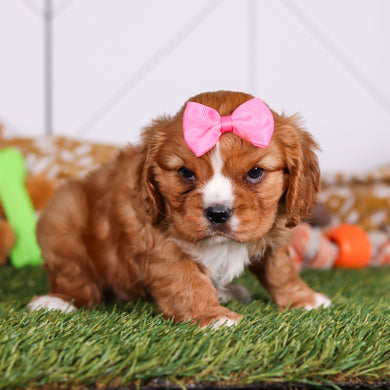 Petal - Available 3/19