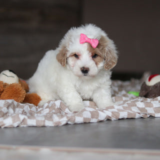 Hendrick - Available 3/19