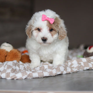 Hendrick - Available 3/19