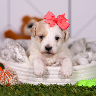 Holly - Available 3/19