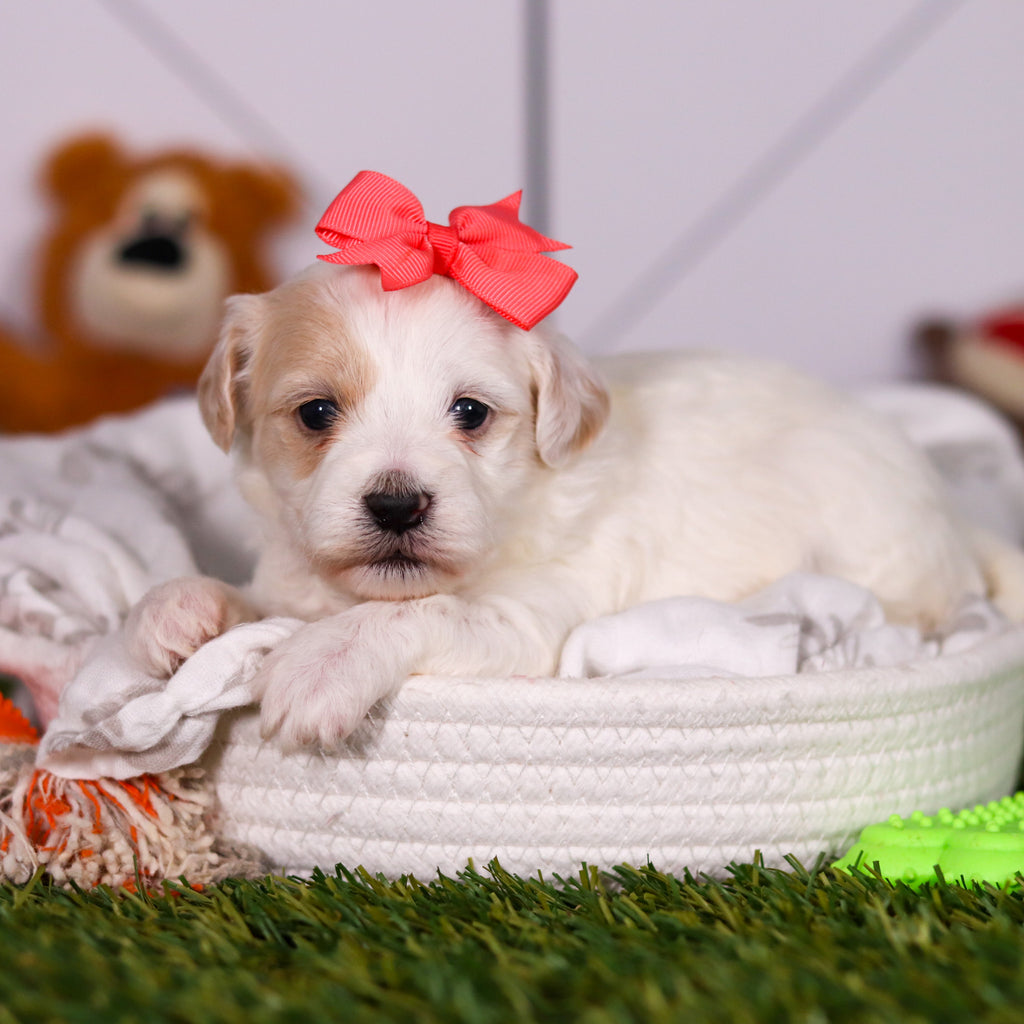 Holly - Available 3/19