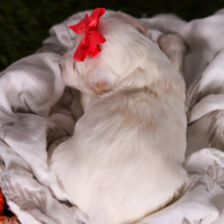 Holly - Available 3/19