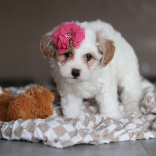 Hannah - Available 3/19