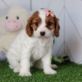 Reagan - Available 4/30