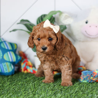 Ramona - Available 4/30