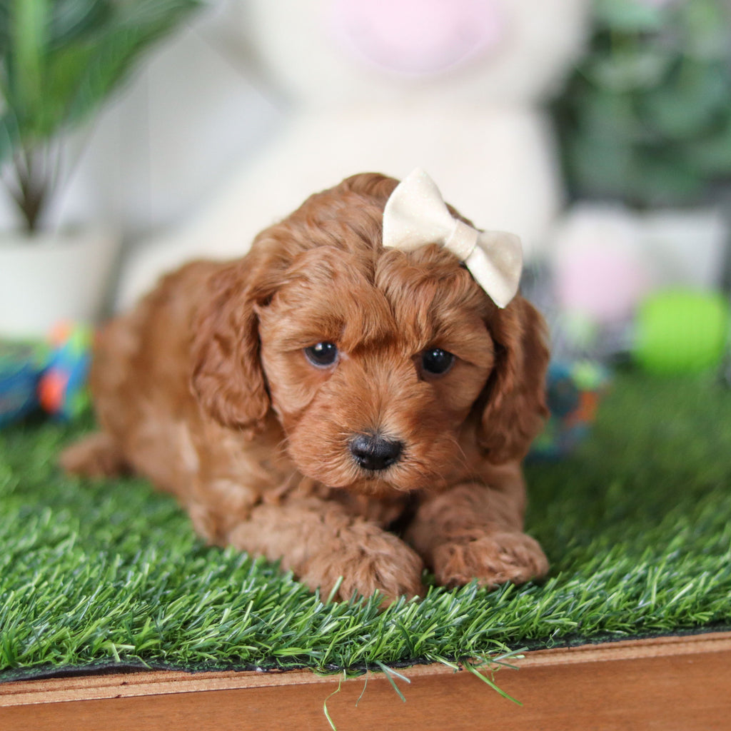 Ramona - Available 4/30