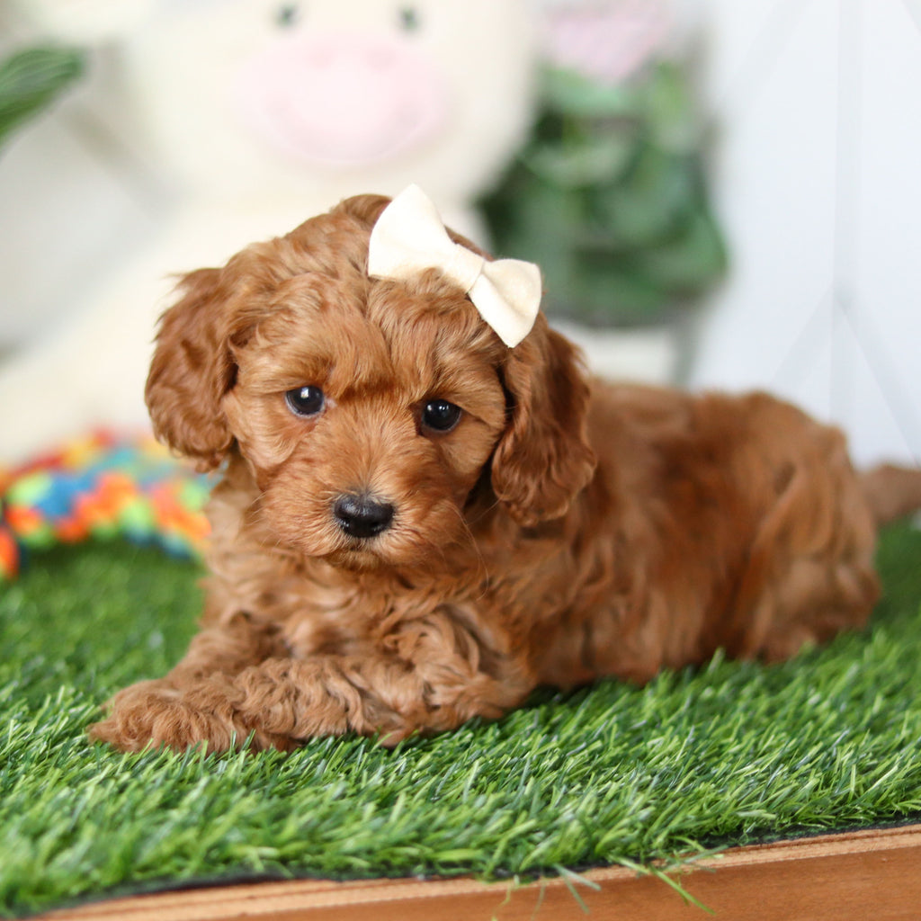 Ramona - Available 4/30