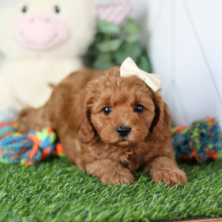 Ramona - Available 4/30