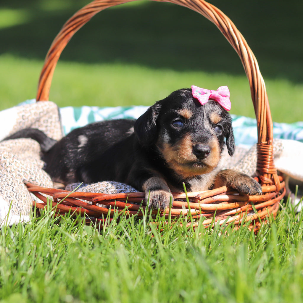 Pepper - Available 6/11
