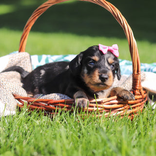 Pepper - Available 6/11