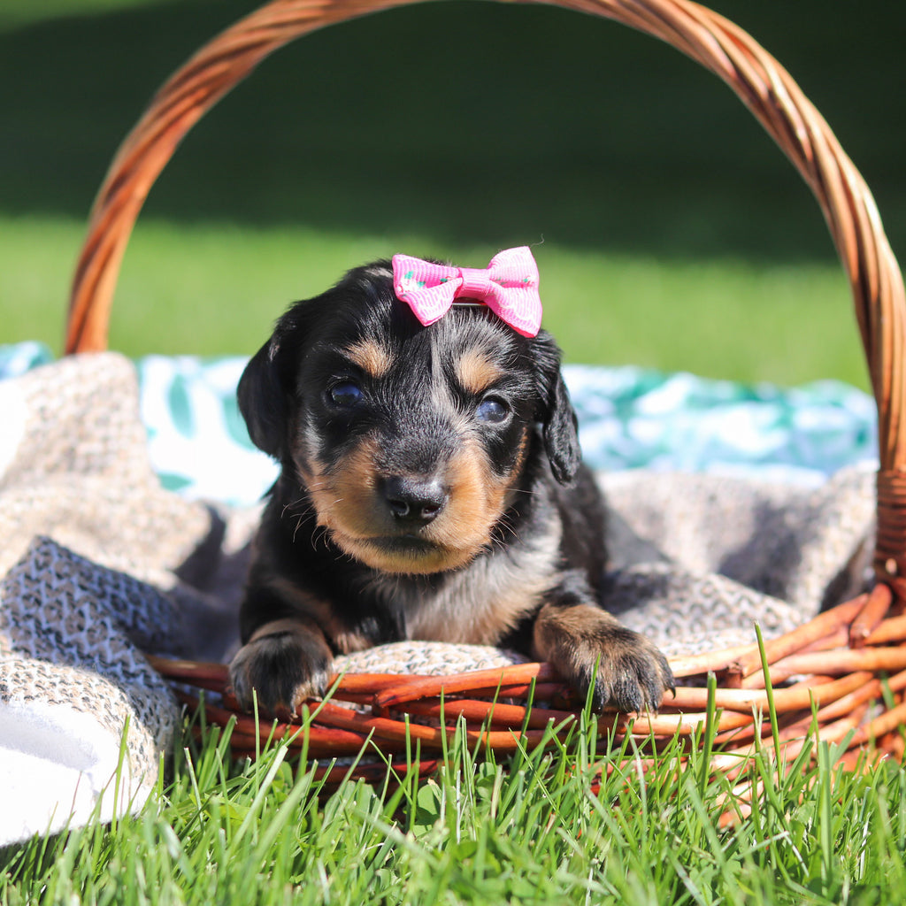Pepper - Available 6/11