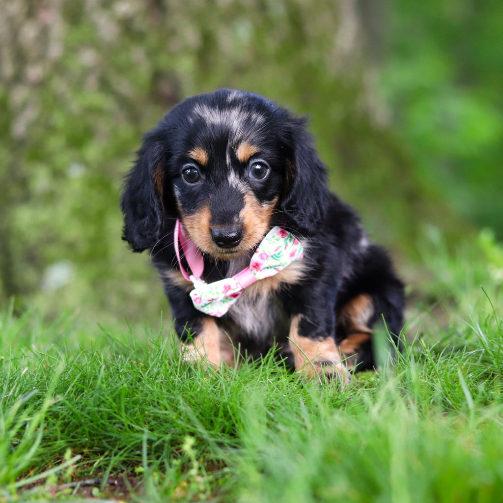 Pepper - Available 6/11
