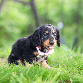 Pepper - Available 6/11