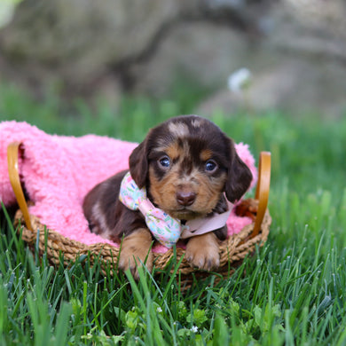 Darla - Available 6/4