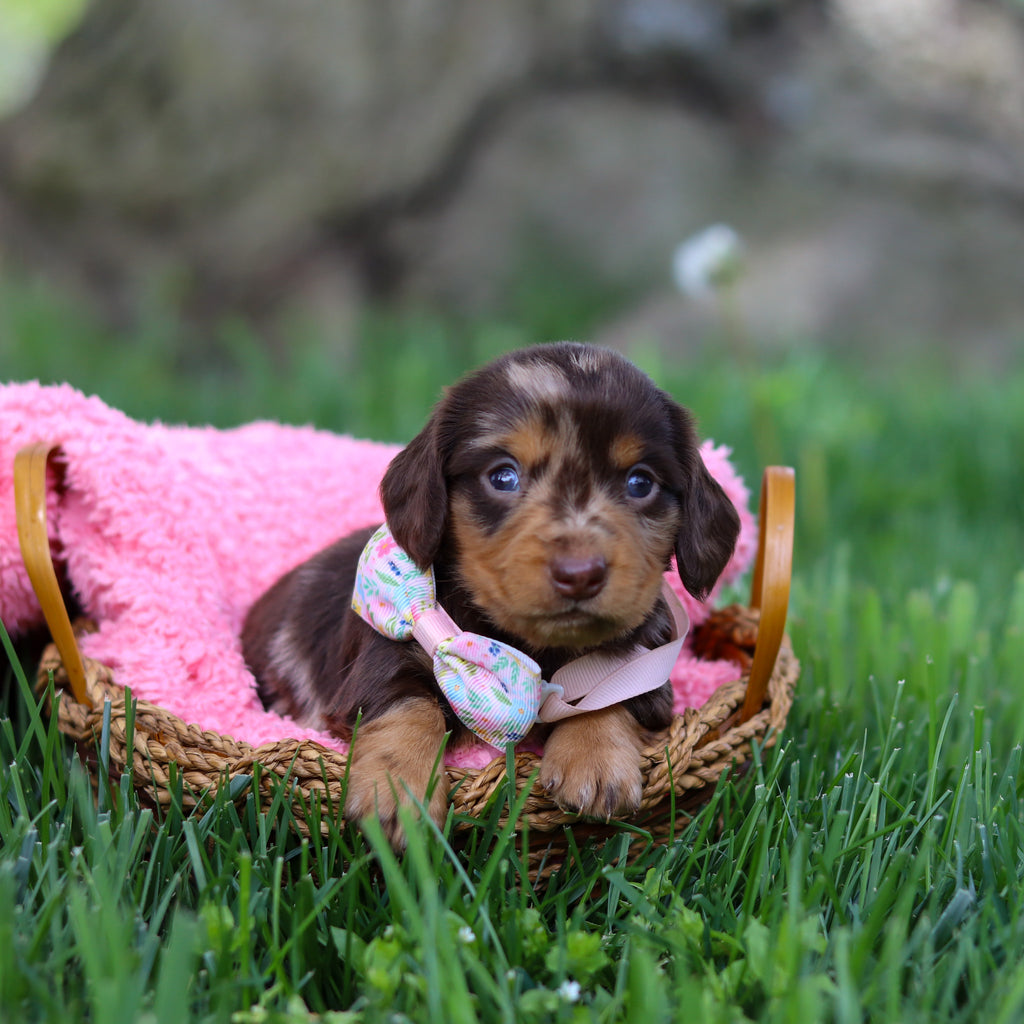 Darla - Available 6/4