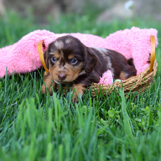 Darla - Available 6/4