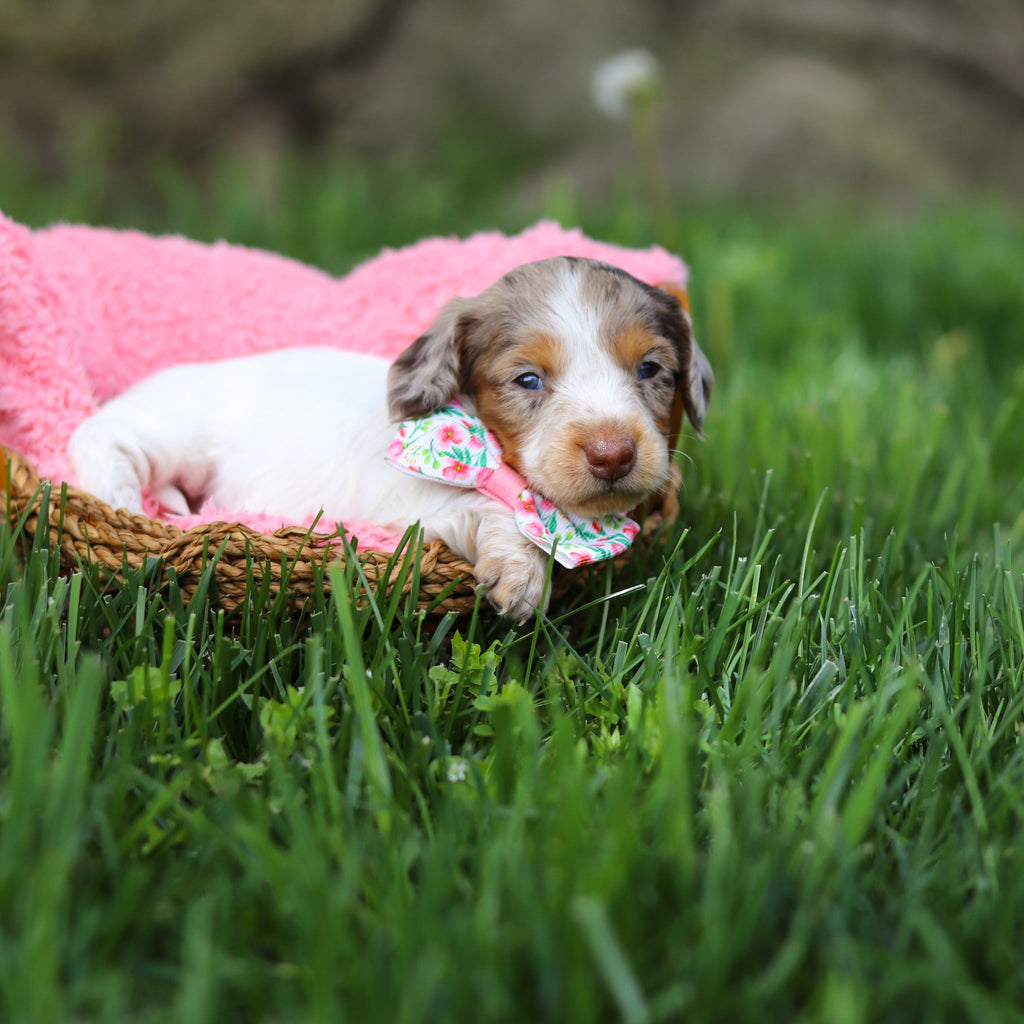 Didi - Available 6/4