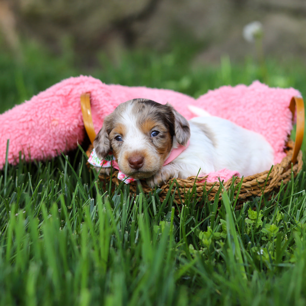 Didi - Available 6/4