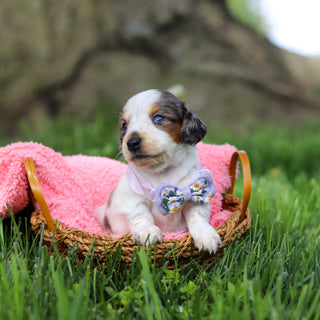 Dulce - Available 6/4