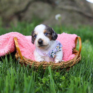Dulce - Available 6/4