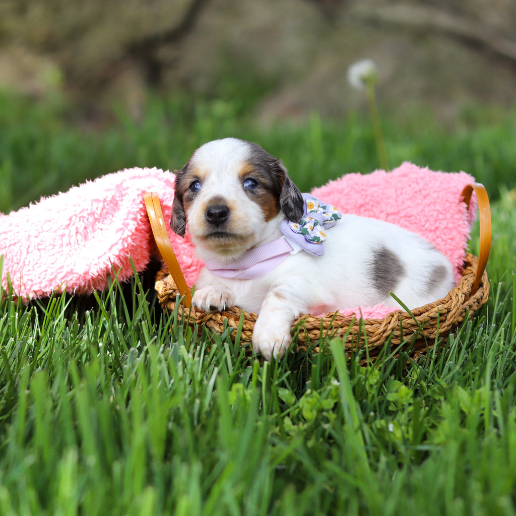 Dulce - Available 6/4