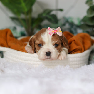 Annette - Available 4/9