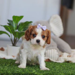 Annette - Available 4/9