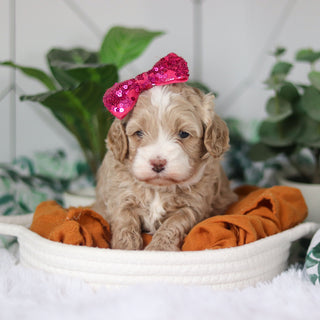 Cove - Available 4/9