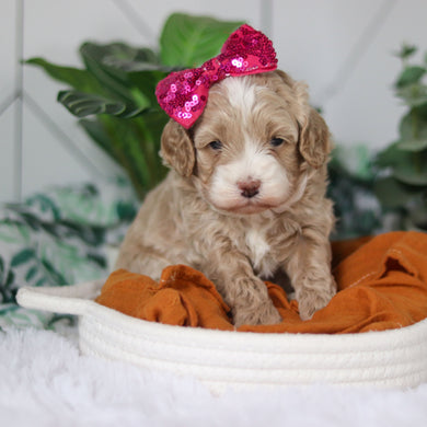 Cove - Available 4/9