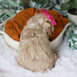 Cove - Available 4/9