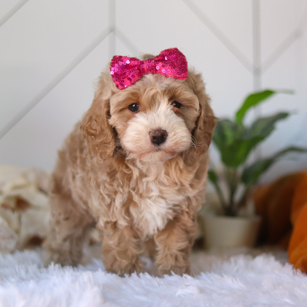 Cove - Available Now