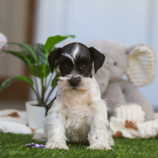 Trixie - Available Now