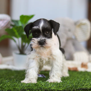 Trixie - Available Now