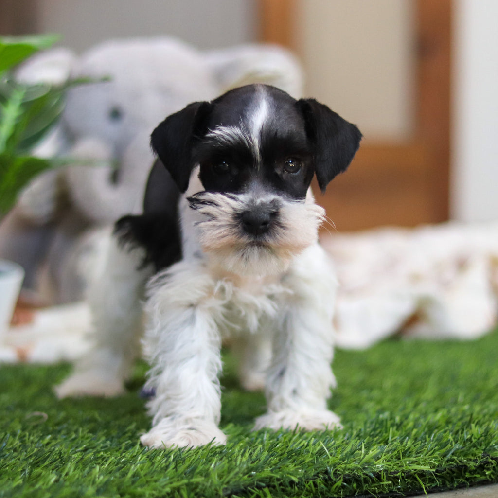 Trixie - Available Now