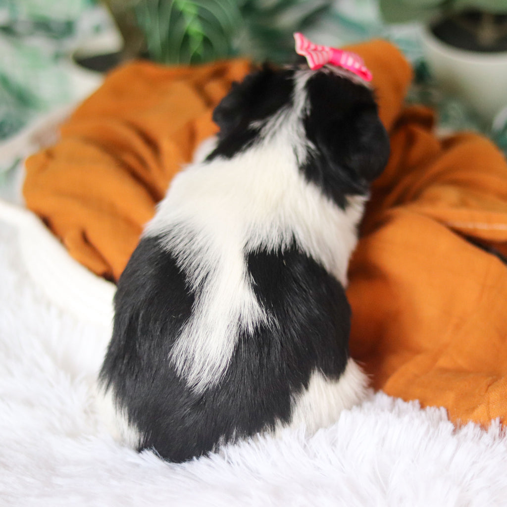 Trixie - Available Now