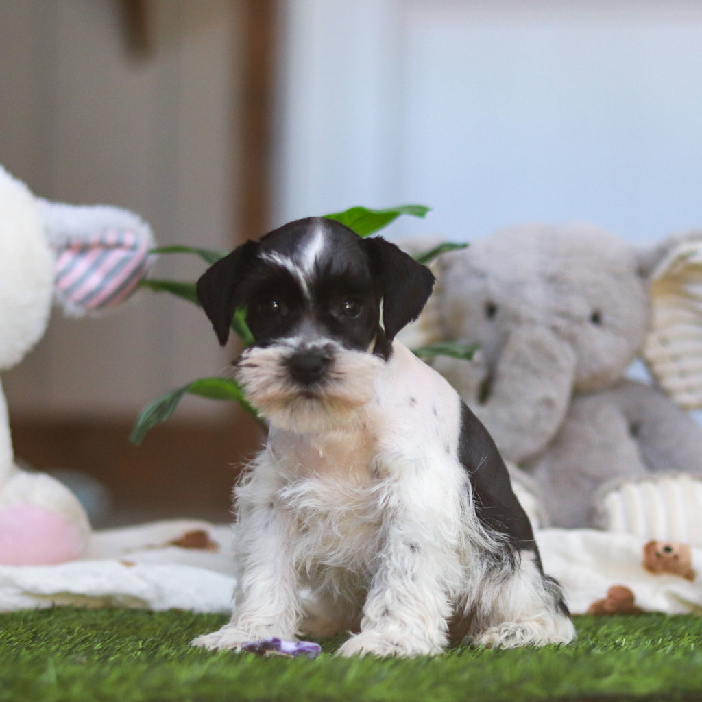 Trixie - Available Now