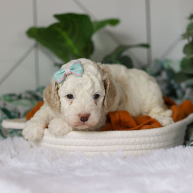 Clarice - Available 4/9