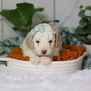 Clarice - Available 4/9