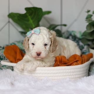 Clarice - Available 4/9