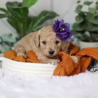 Coraline - Available 4/9