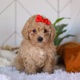 Coraline - Available 4/9